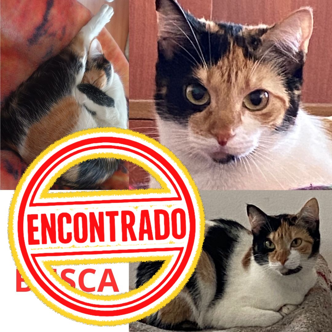 Gata Mía
