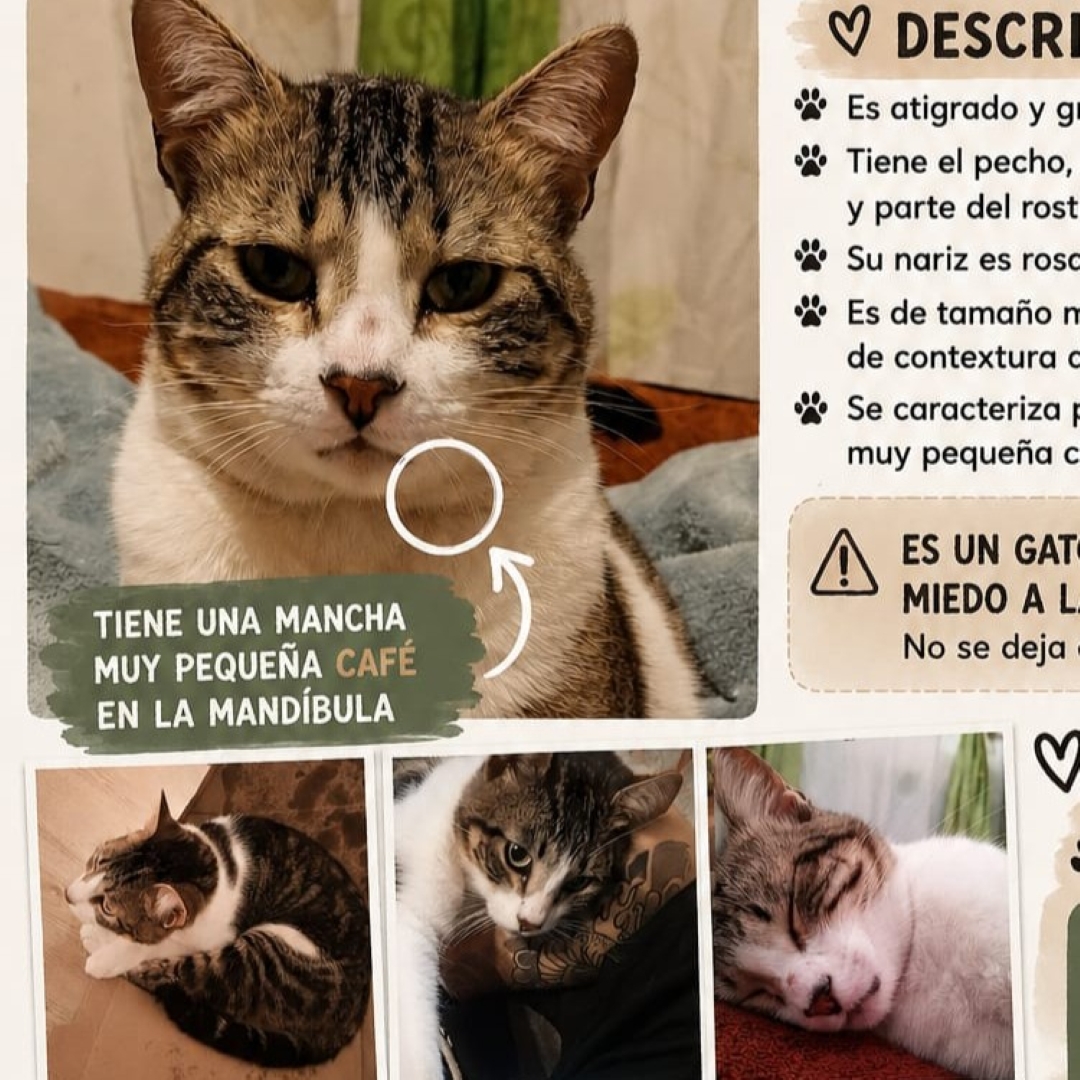 Gato Cacas