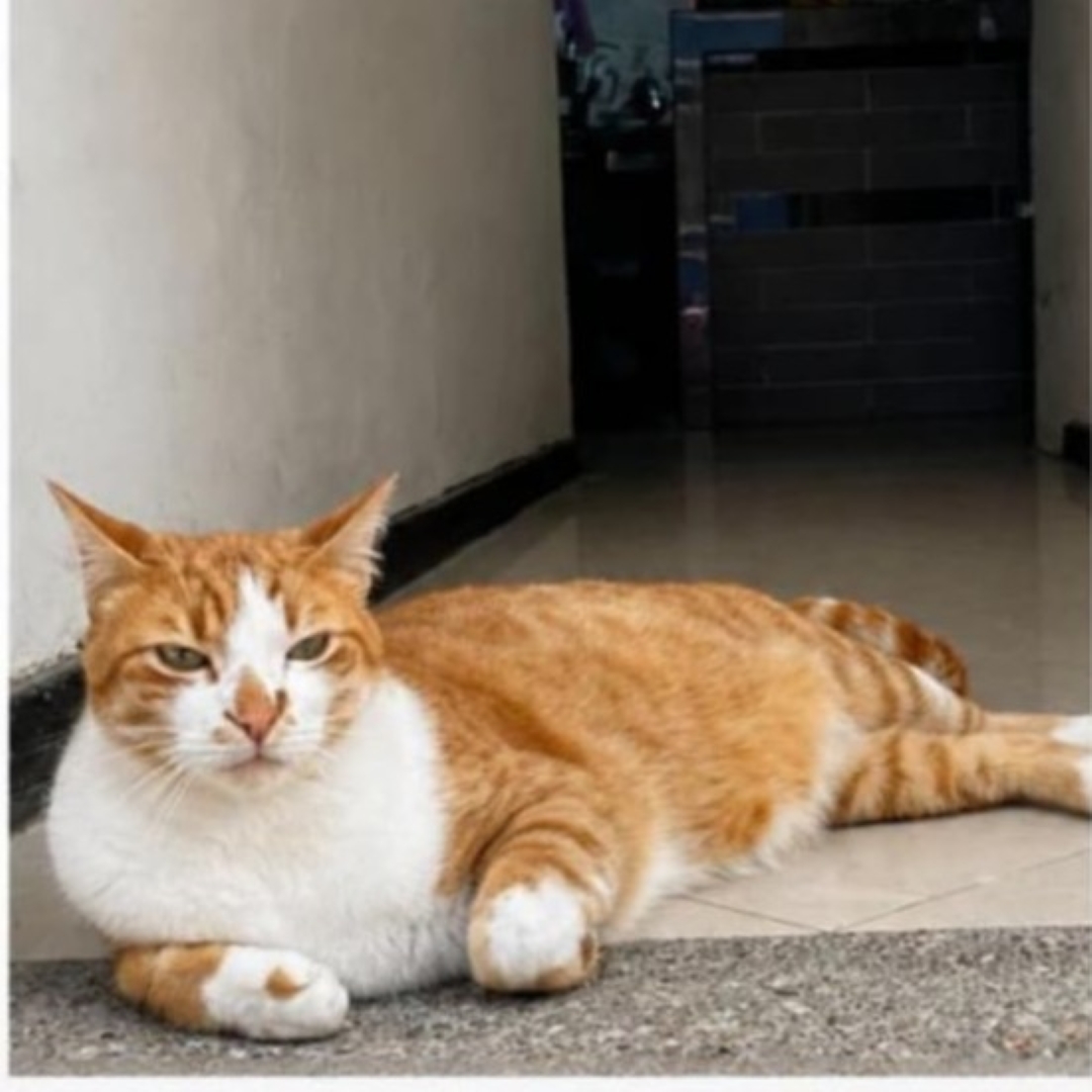 Gato Kenji