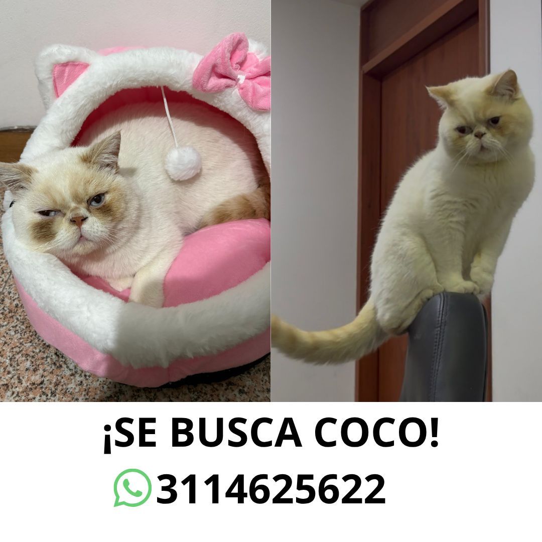 Coco