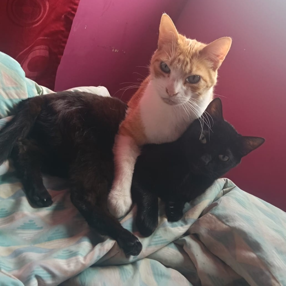 Orejas y Mono