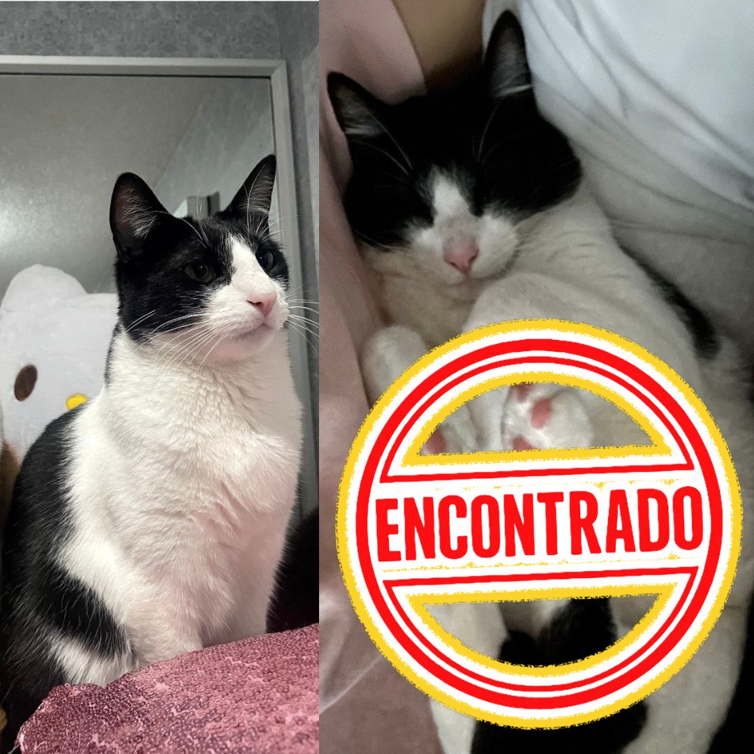 Gato Tommy