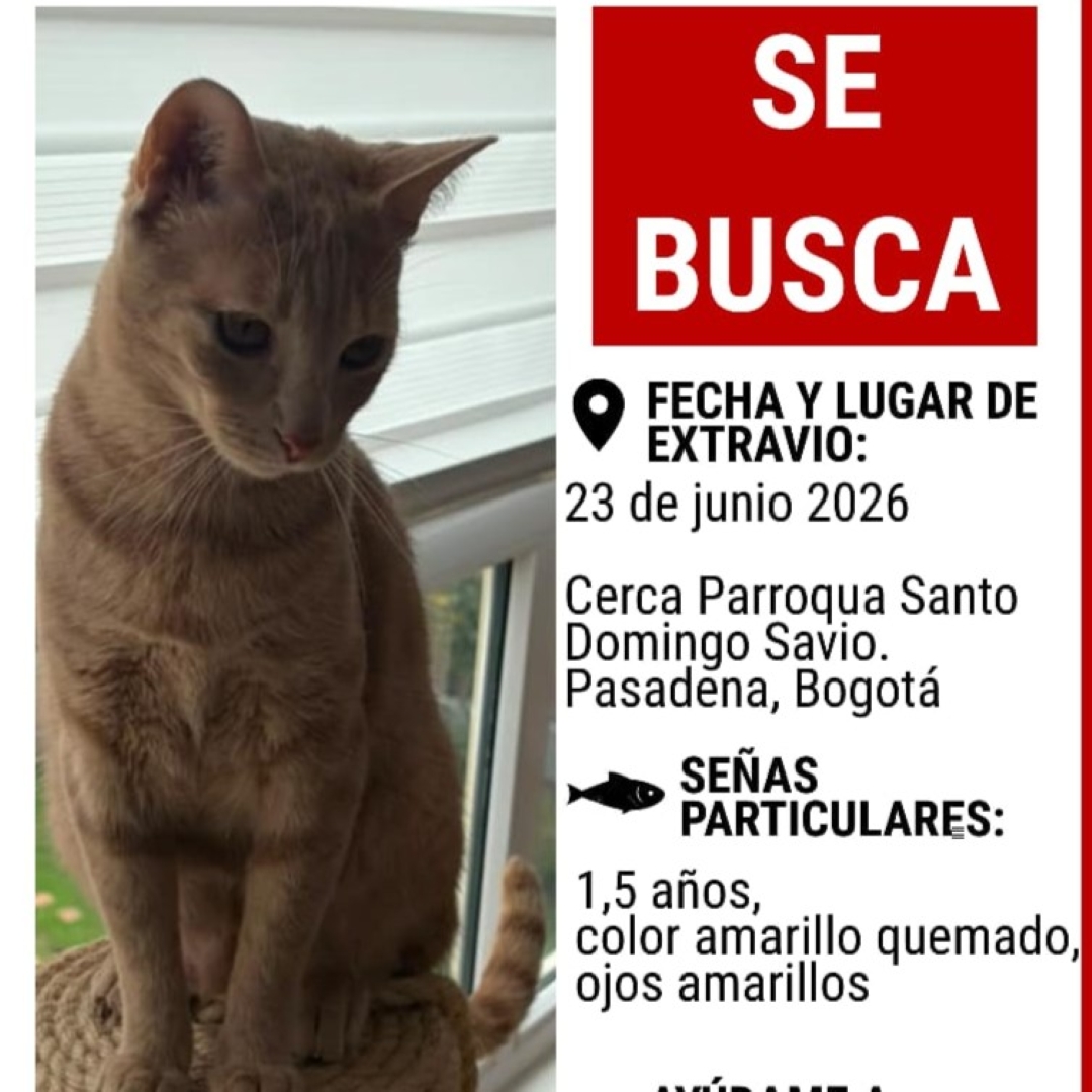 Patacona