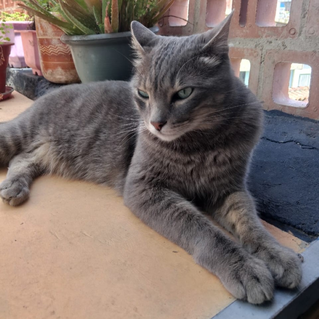 Mishu