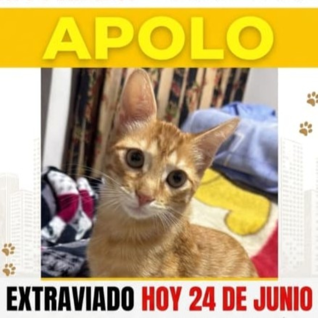 Gato Apolo