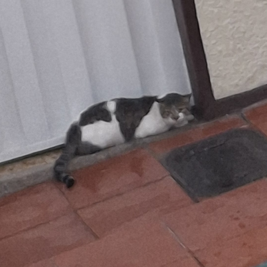 Gato NN