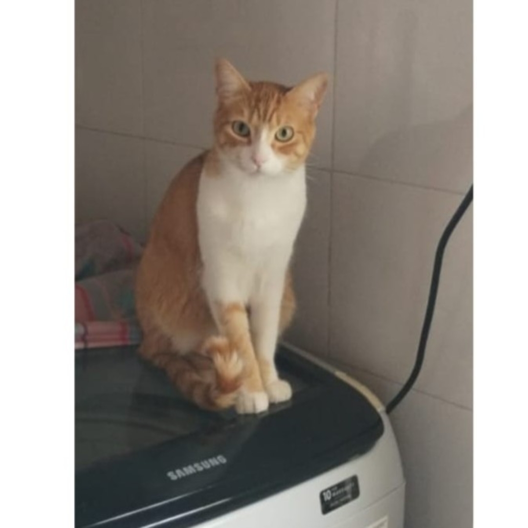 Gato Otis