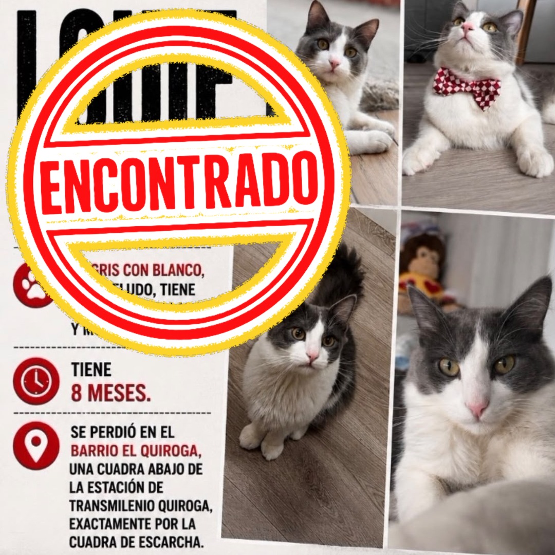 Gato Louie