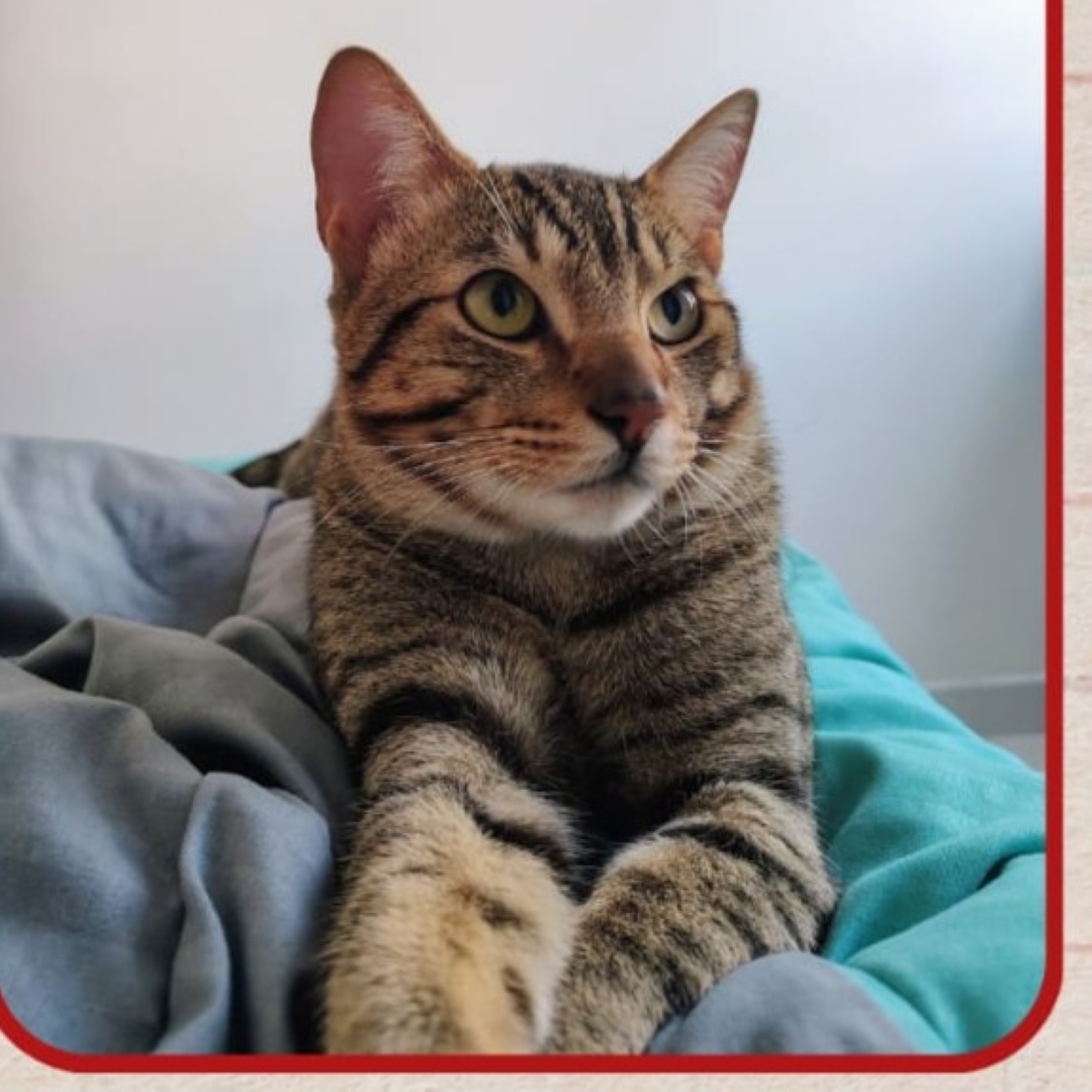 Gato Berlín