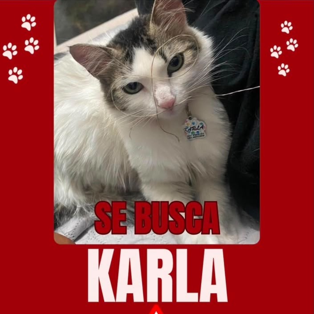 Gato Karla