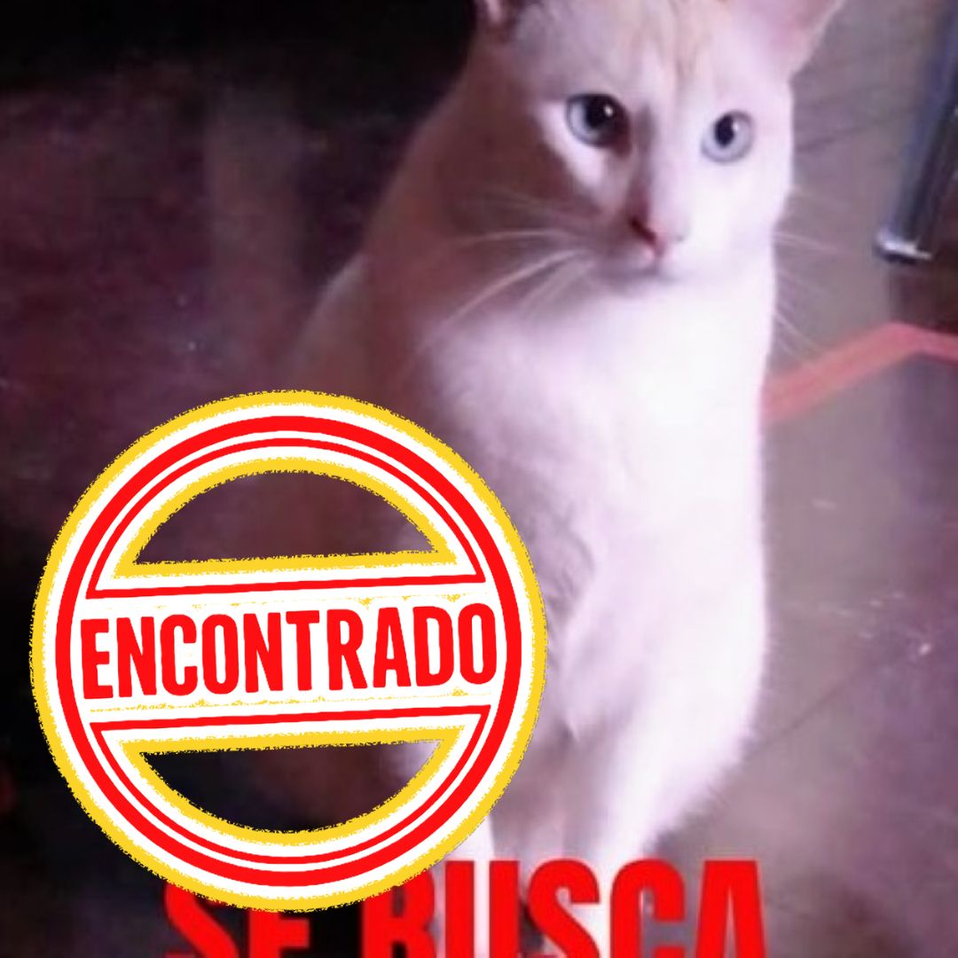 Gato Copo
