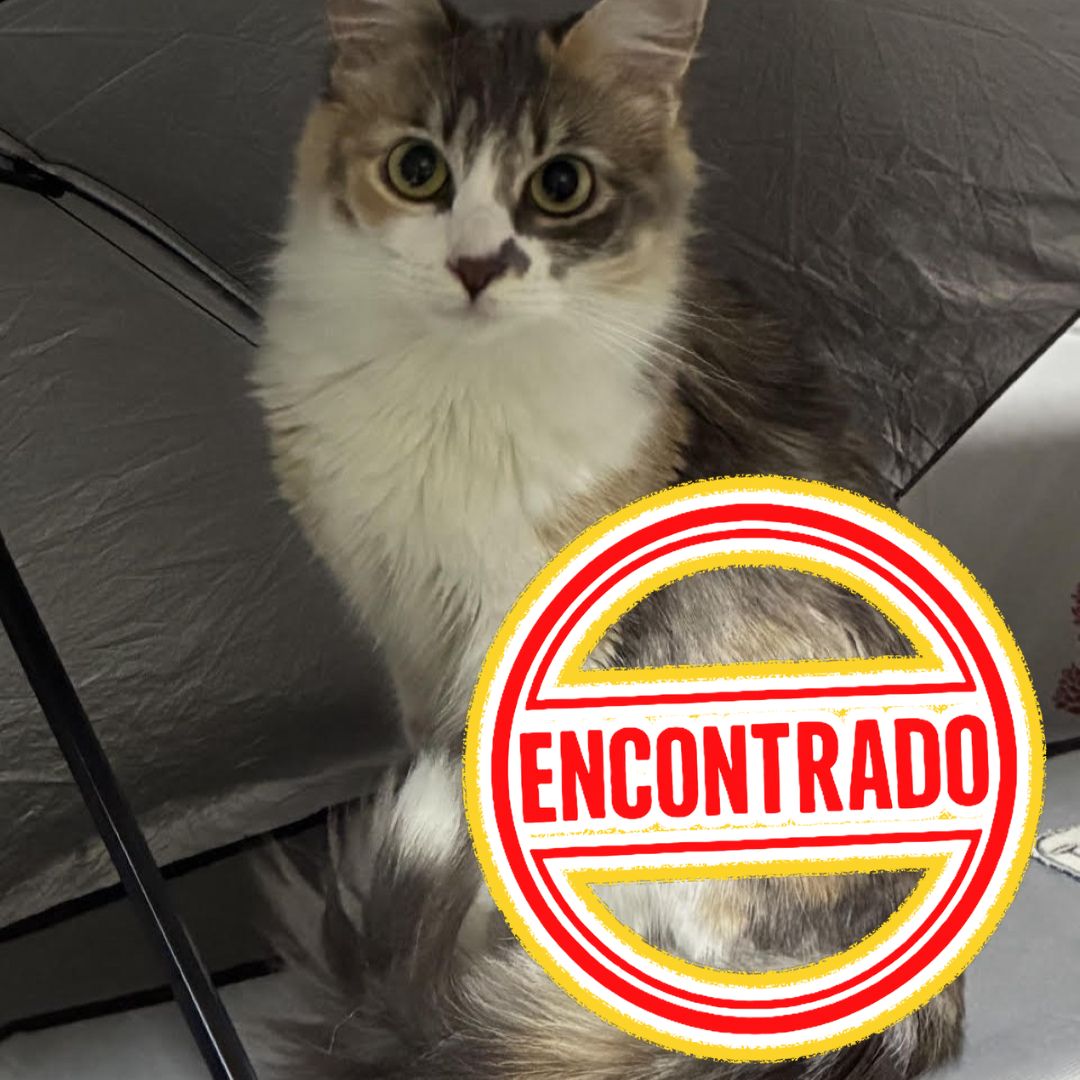 Gato Lele