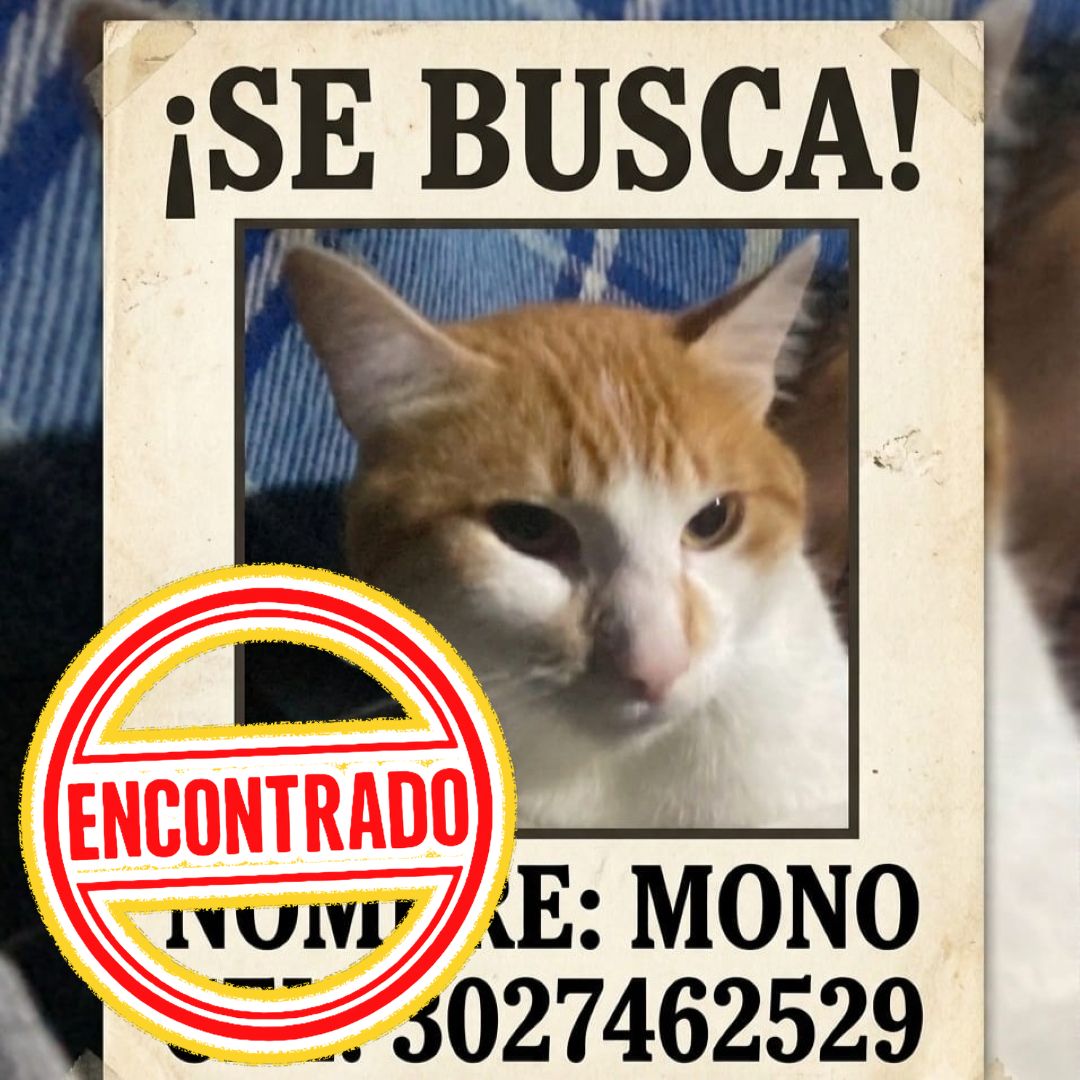 Gato Mono