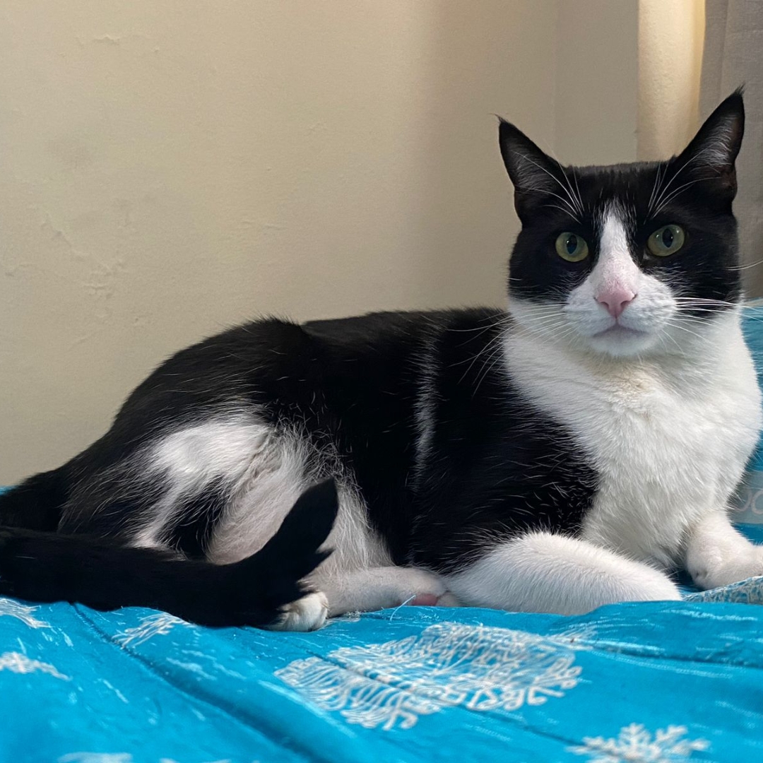Gato Oreo
