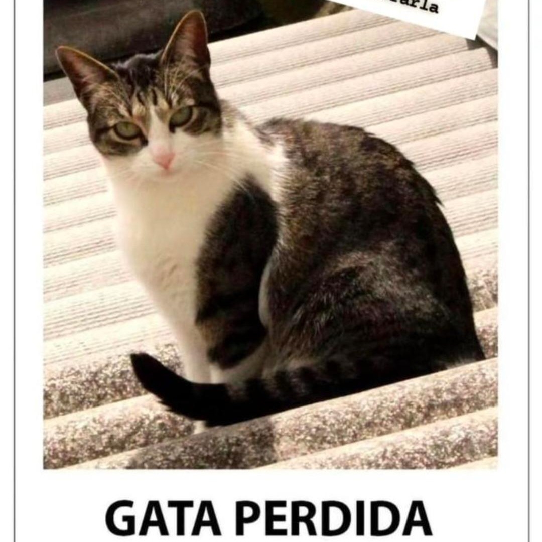 Gato Úrsula