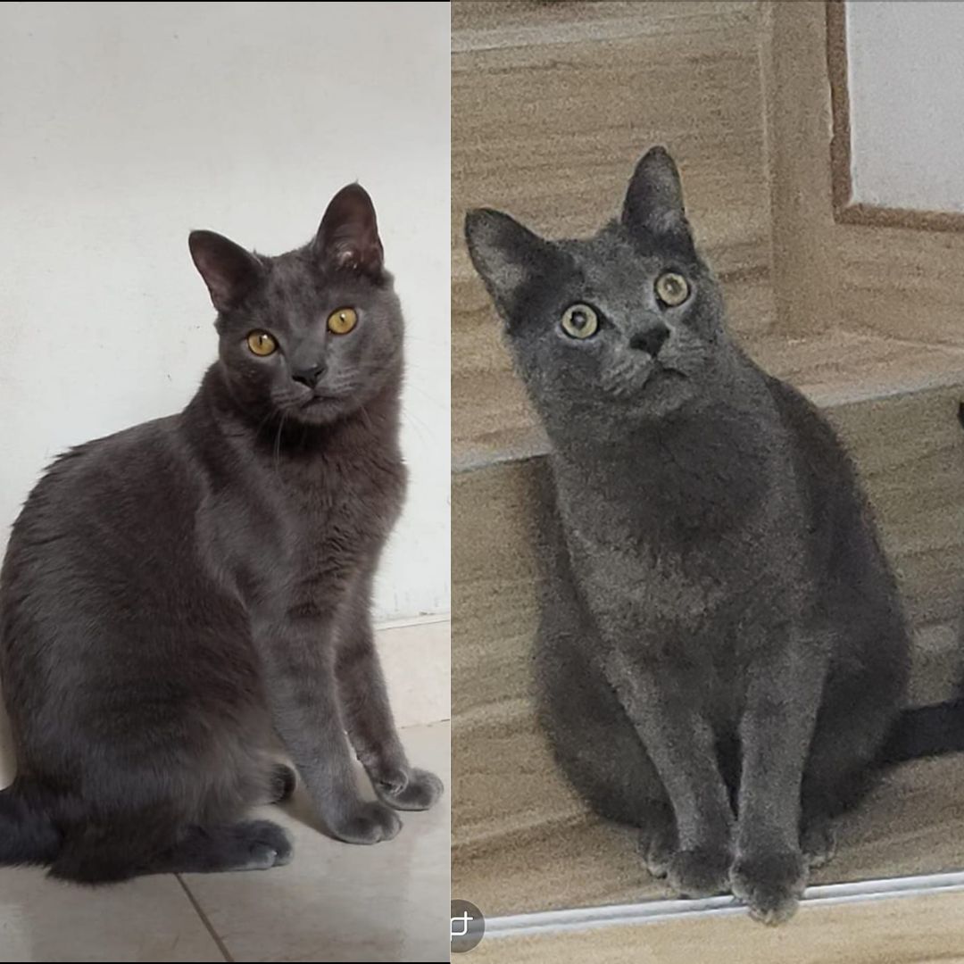 Gato Azzur