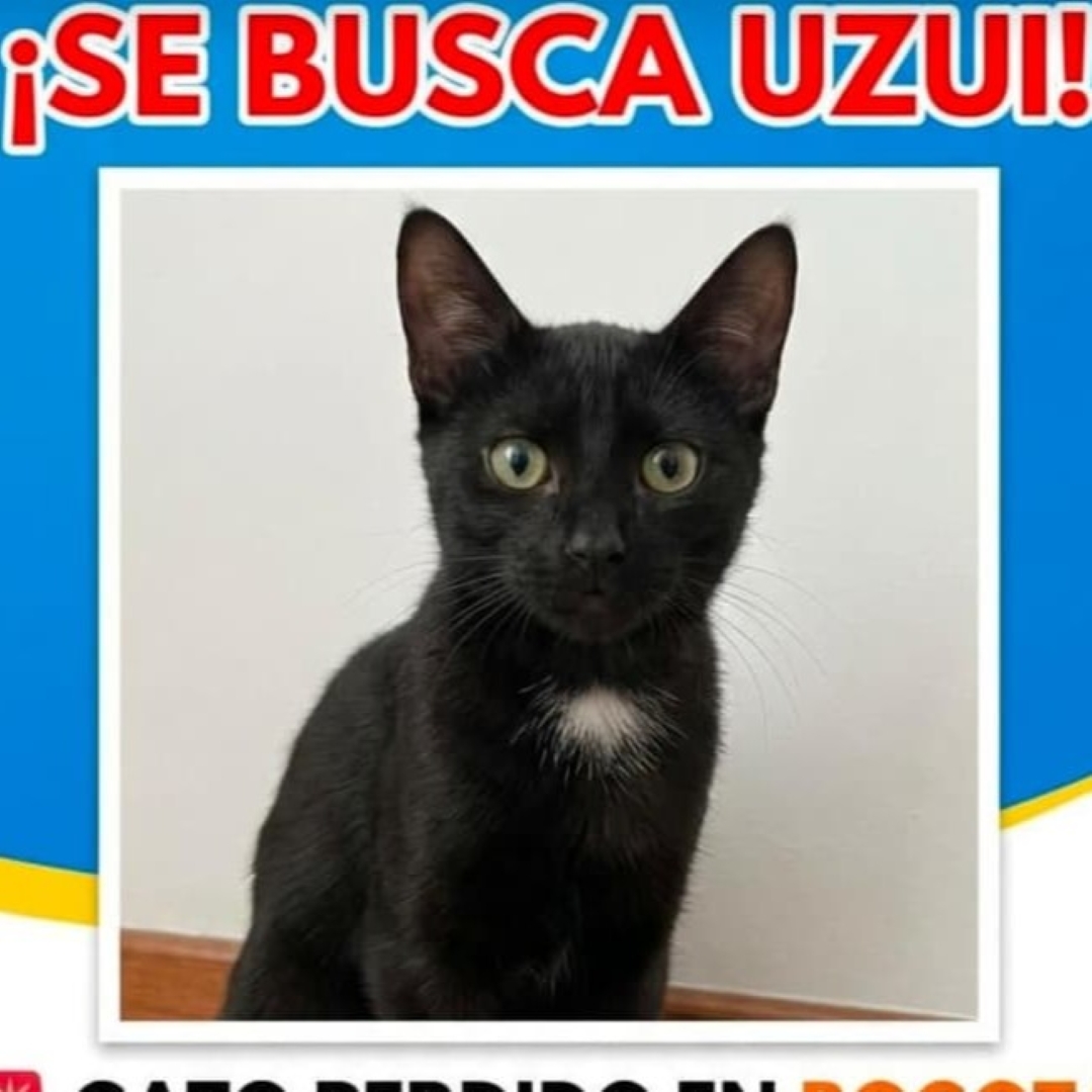 Gato Uzui
