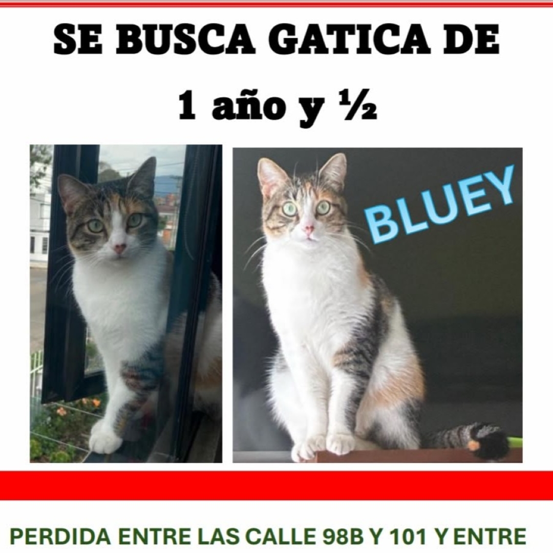Bluey