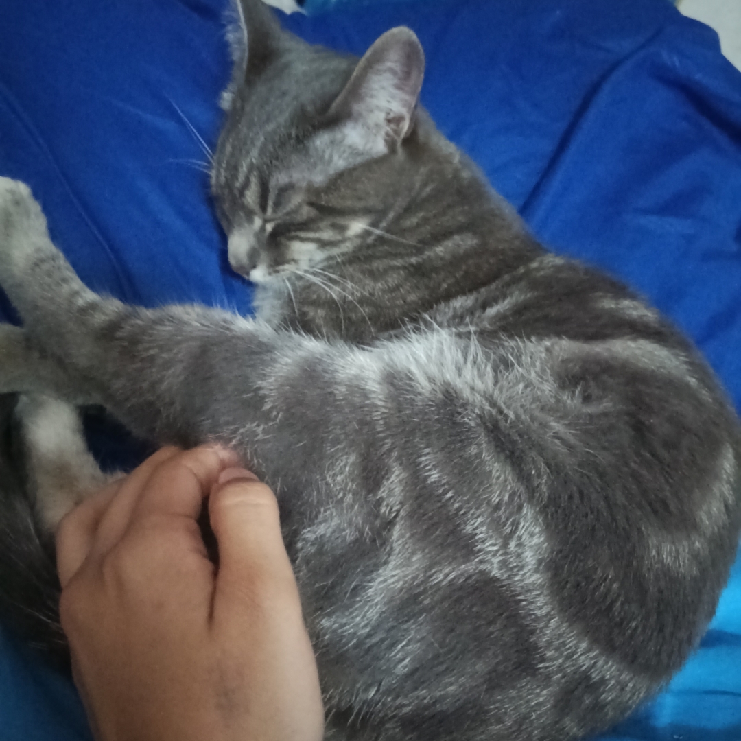 Negra