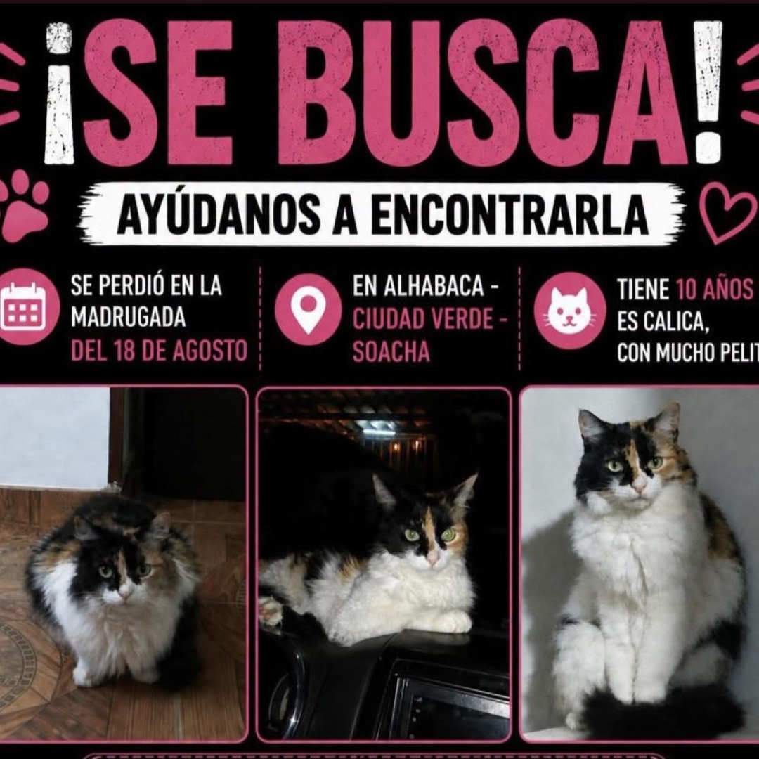 Cálica