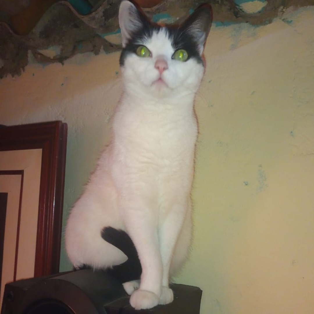 Gatita