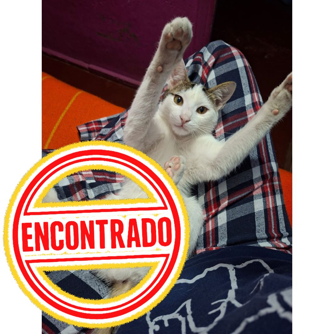 Gato Milo