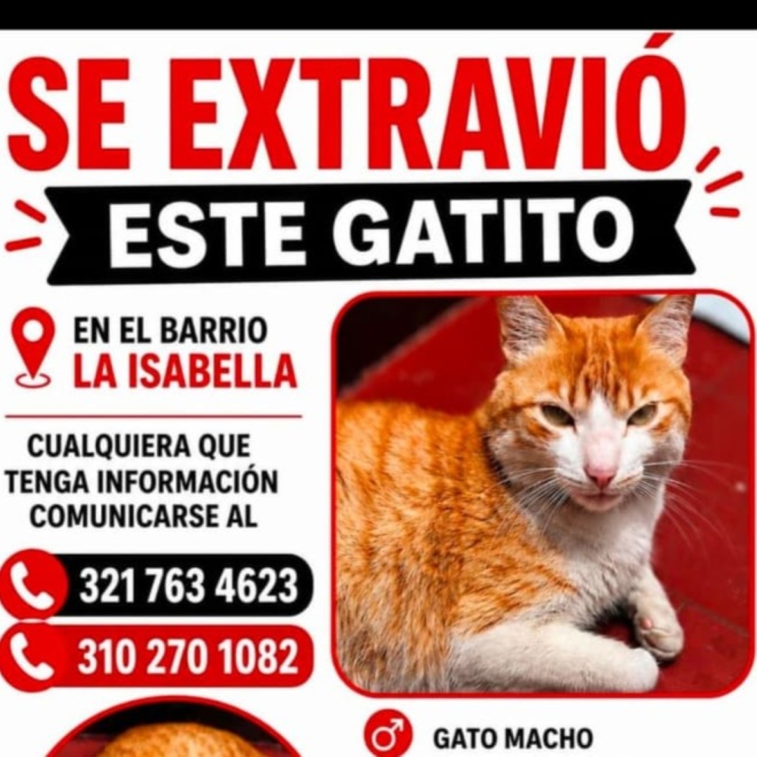 Gato Mono
