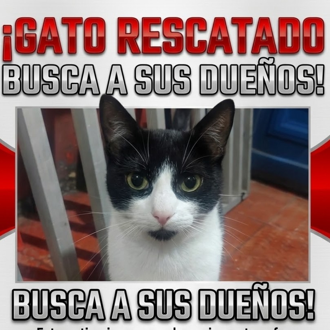 Gato NN