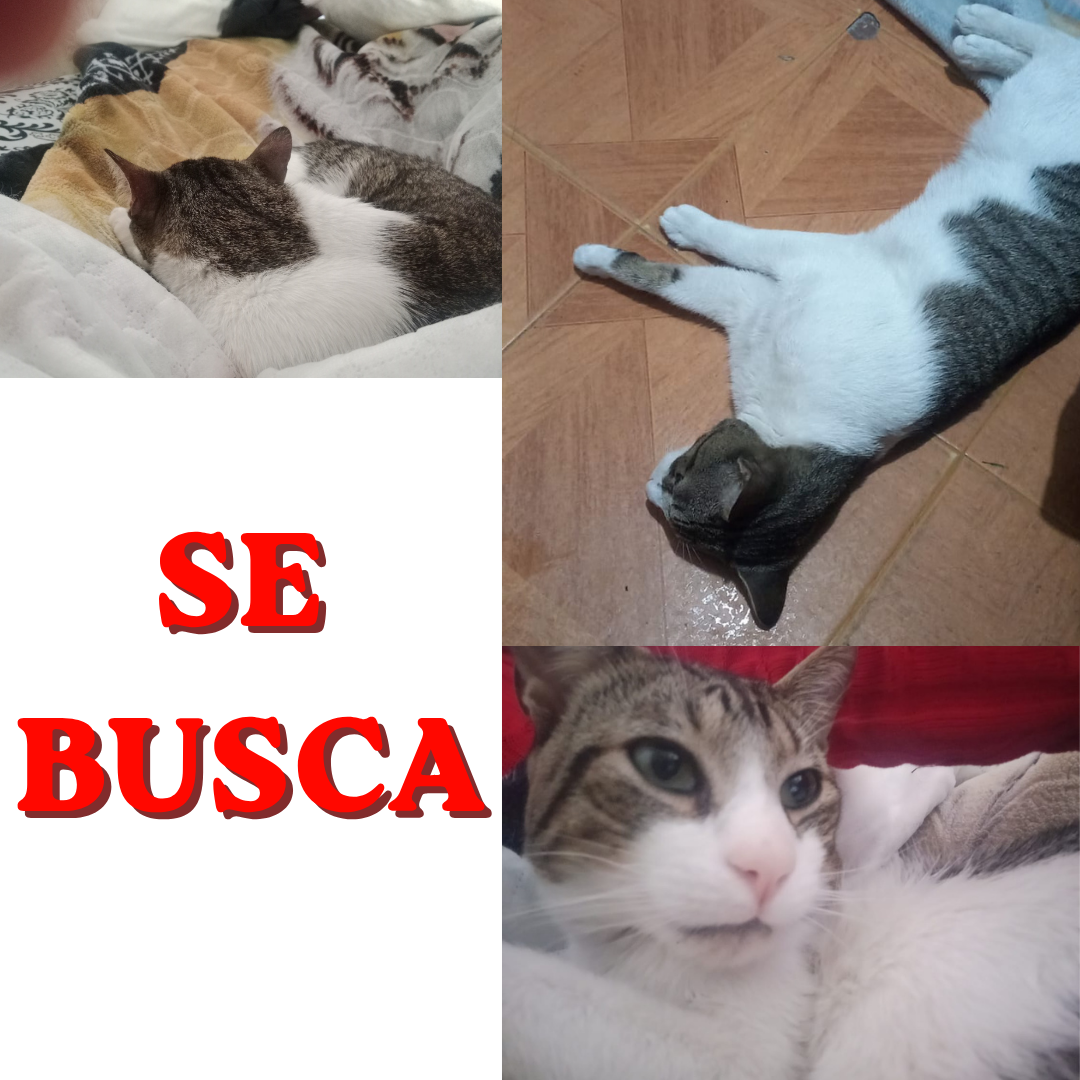 Gato Pelusa