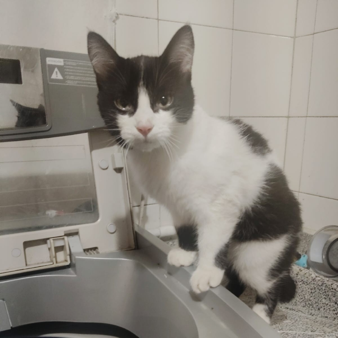 Gato Silvestre