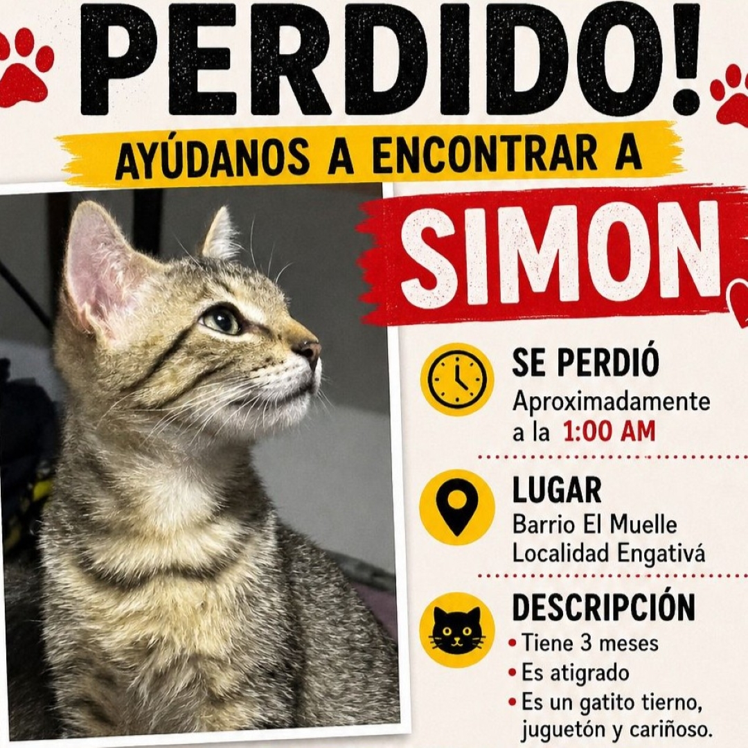 Gato Simon