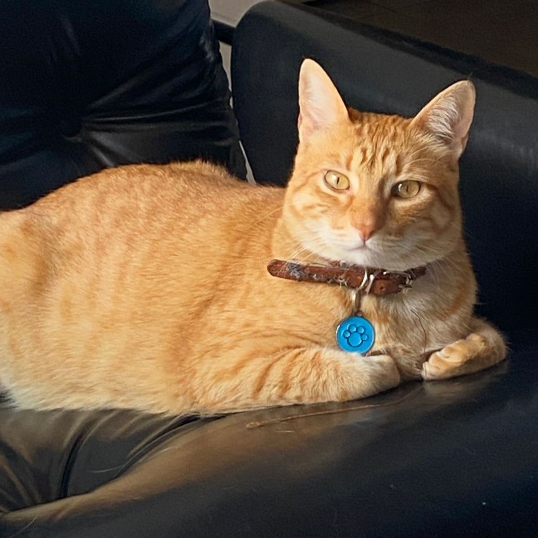 Gato Maxim