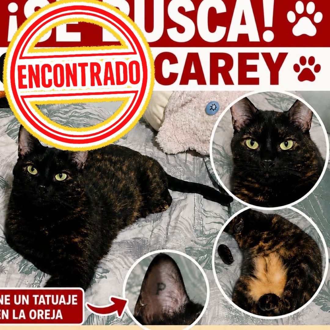 Gata Nina