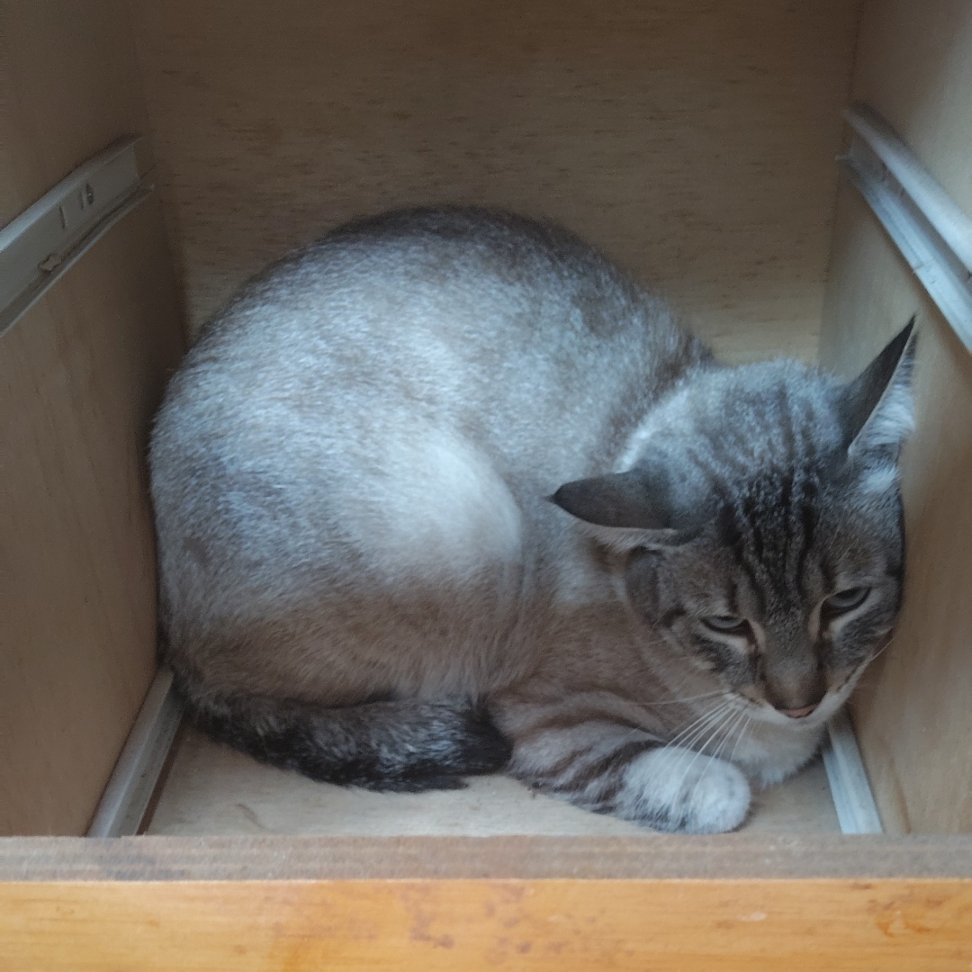 Gato NN