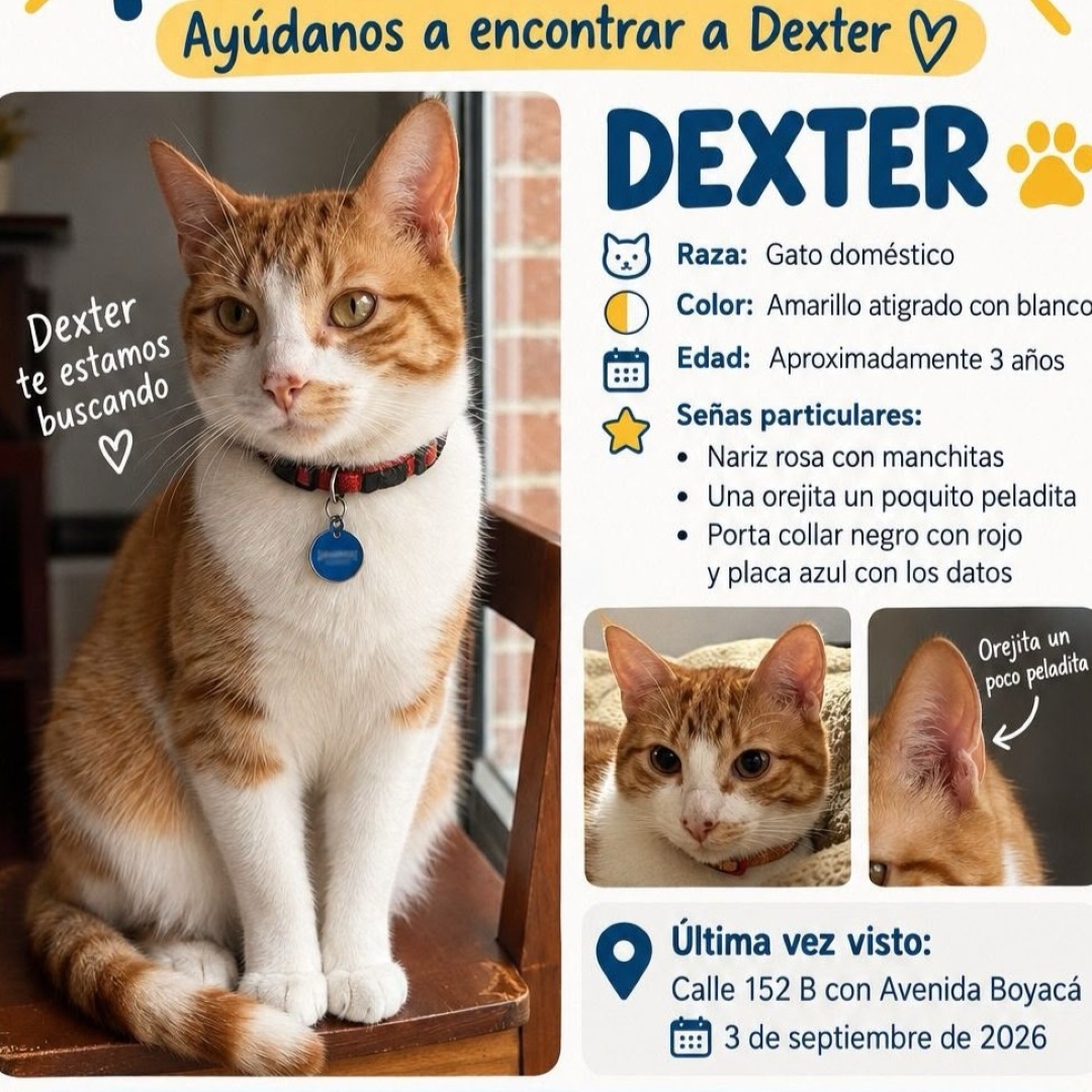 Gato Dexter