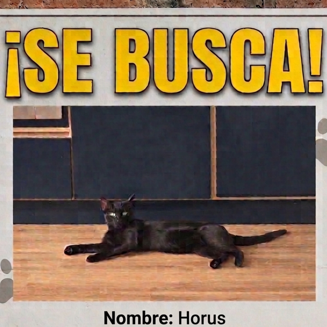 Gato Horus