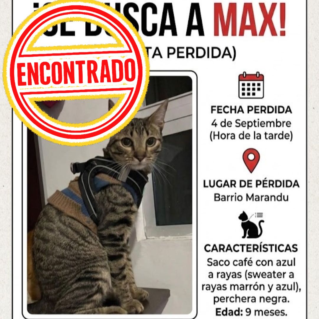 Gato Max