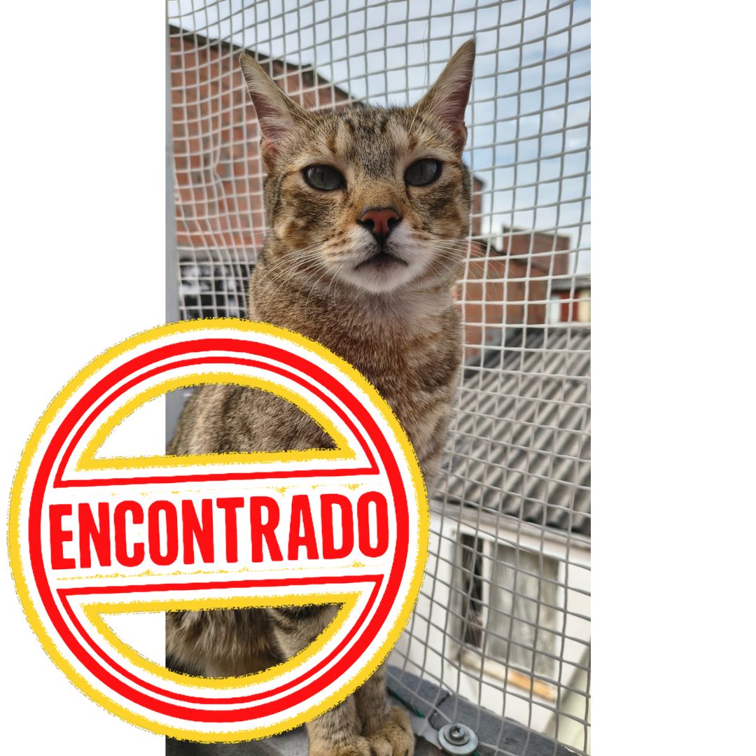 Gato Rocket