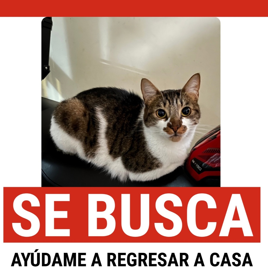 Gato Tequila