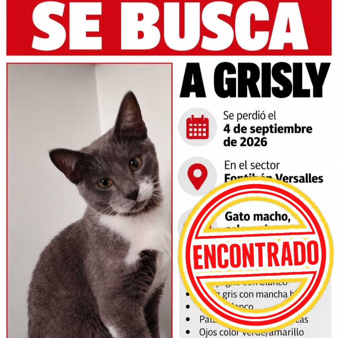 Gato Grisly enc