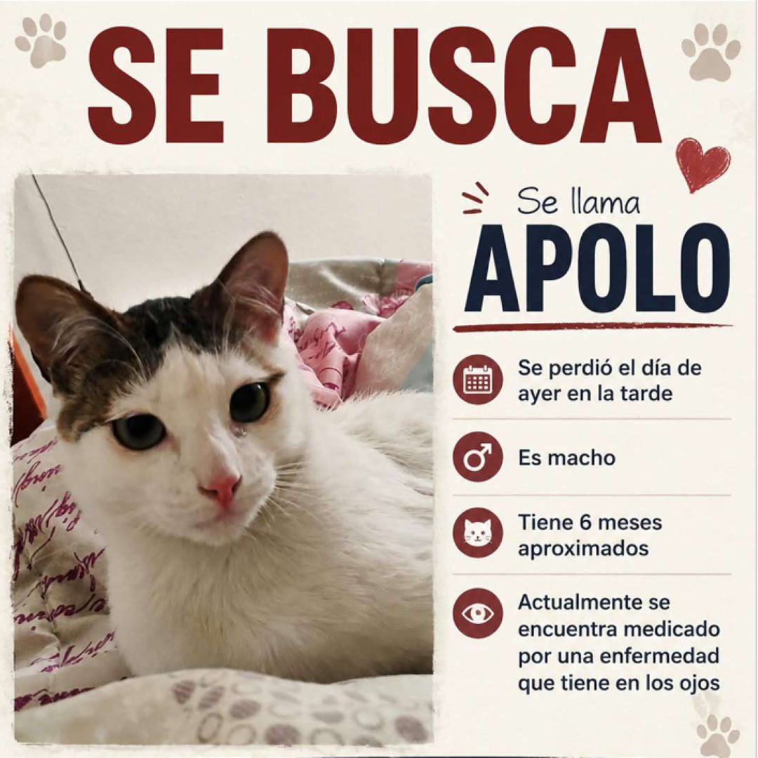 Gato Apolo