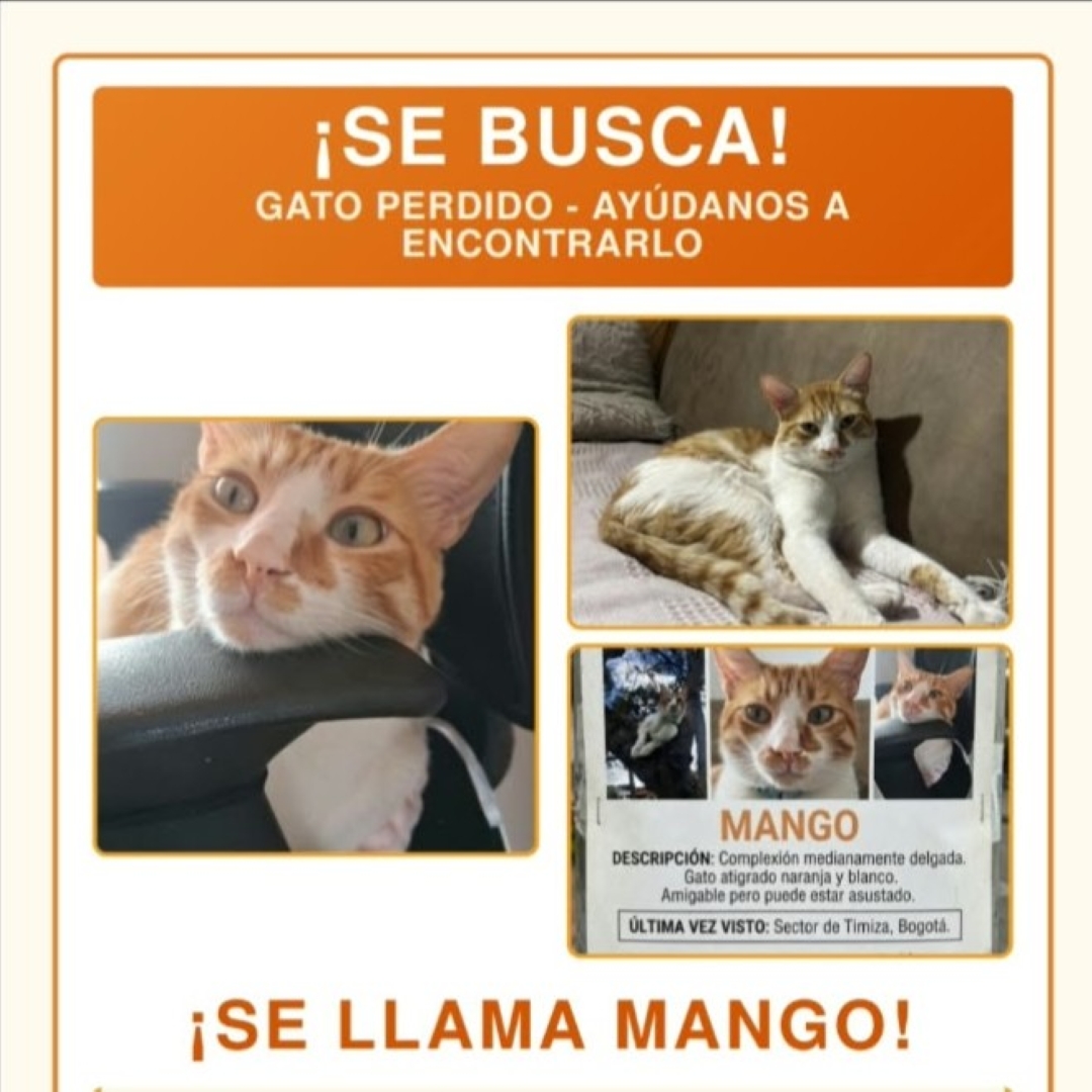 Gato Mango