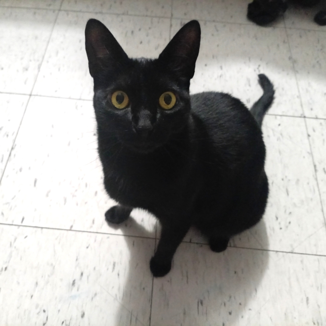 Gato Mocca