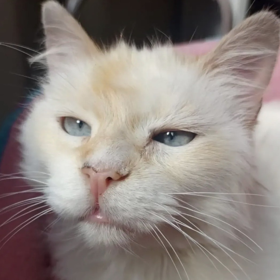 Gato N.N.