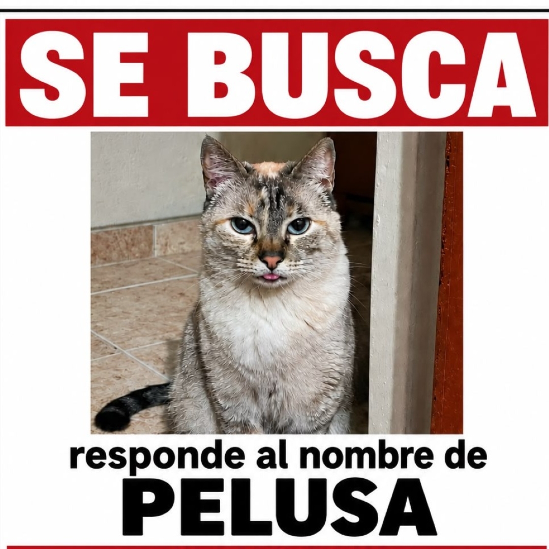 Gato Pelusa