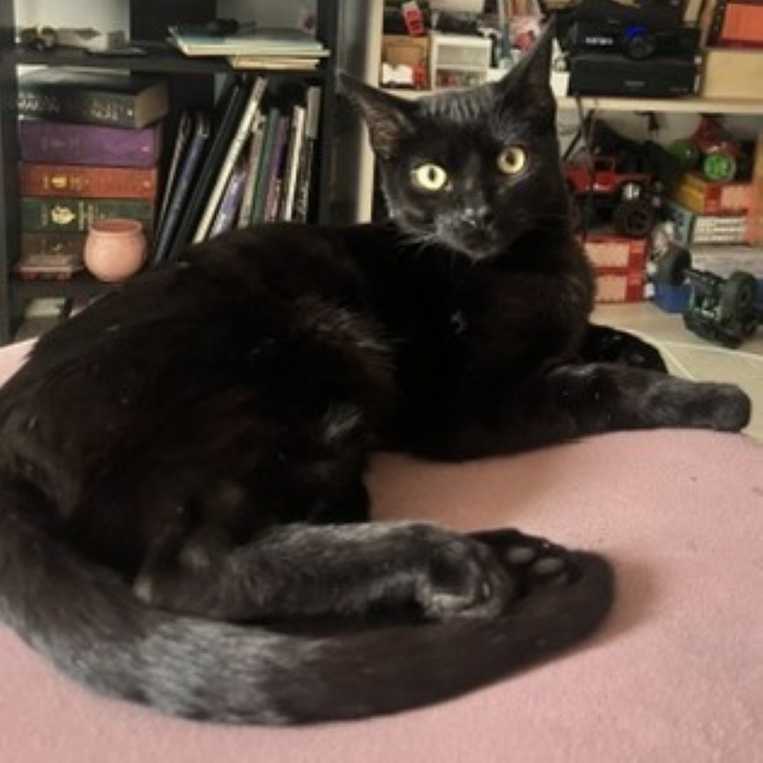 Gato Rayas