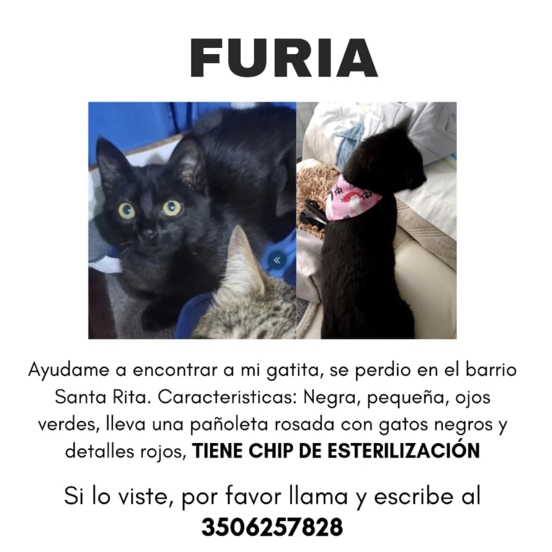 Furia