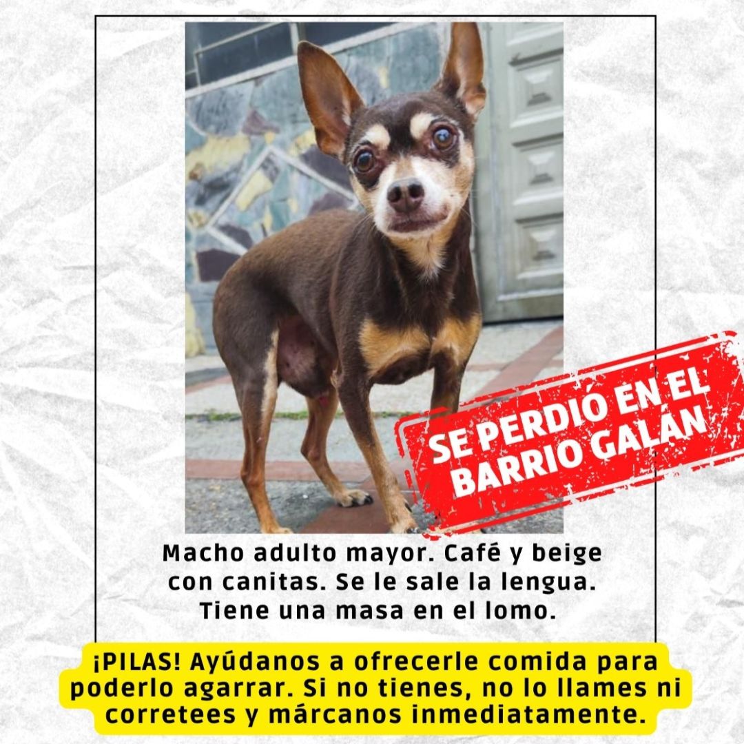 Perro Chocolate