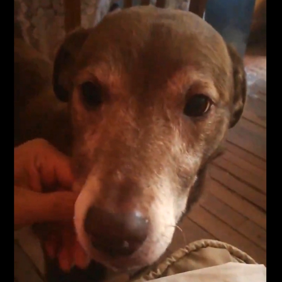 Perro Juana