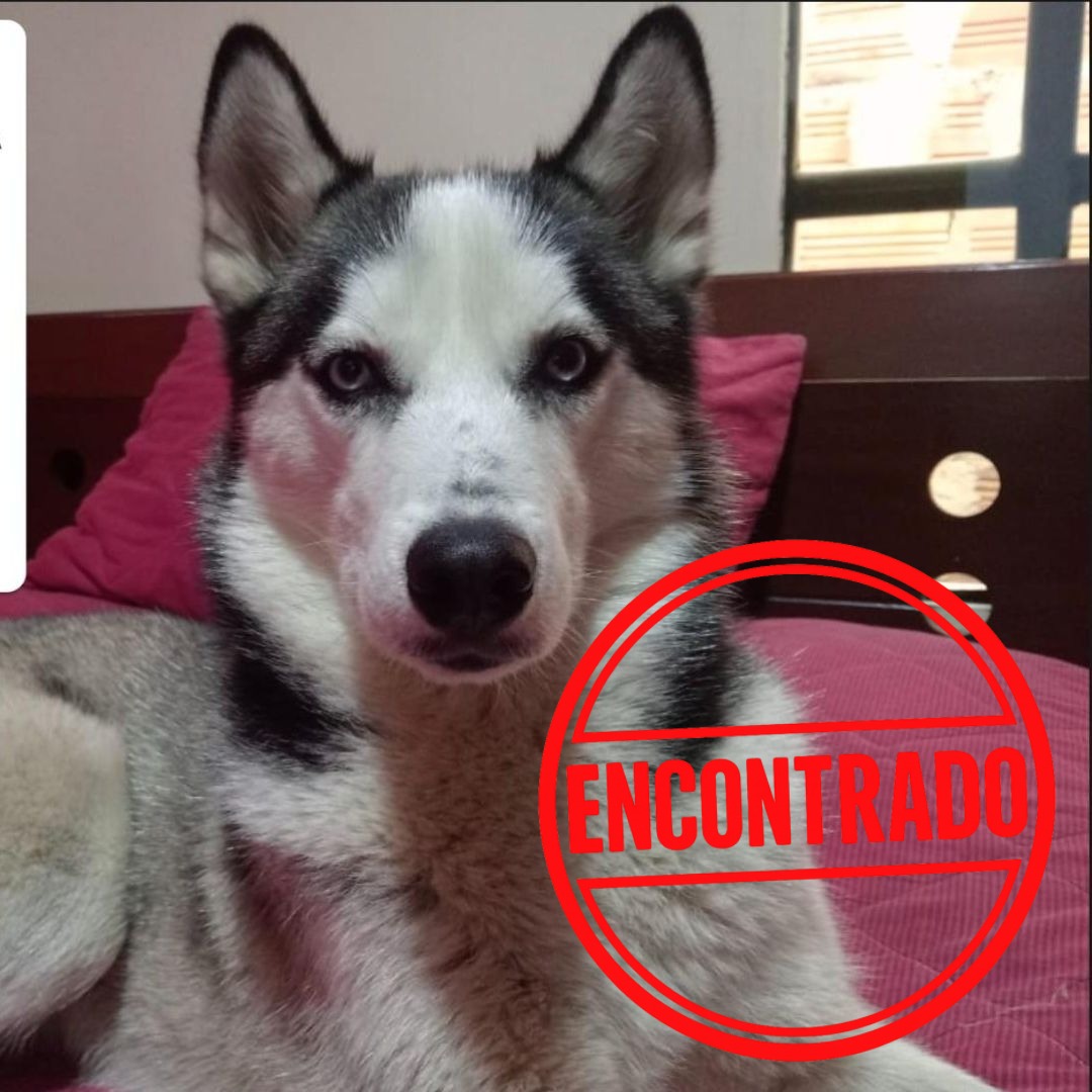 Perro Kira